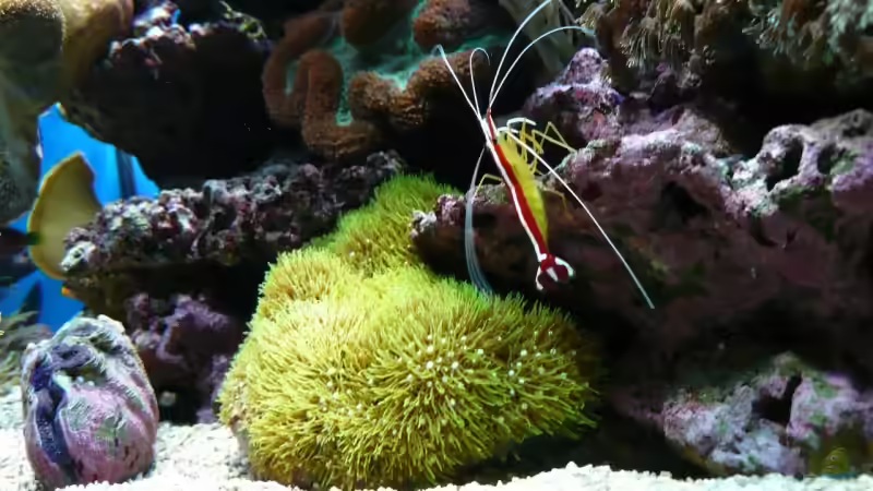 Pflanzen im Aquarium Becken 6379 von Thomas Maik (15)