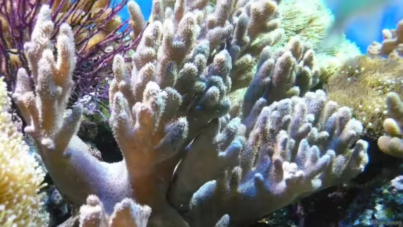 Pflanzen im Aquarium Becken 6379 von Thomas Maik (16)