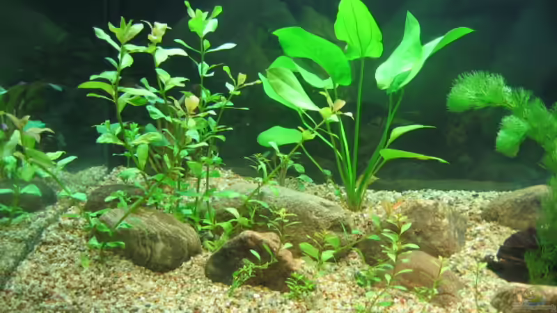 Pflanzen im Aquarium Becken 6382 von Siegfried Tränkner (2)
