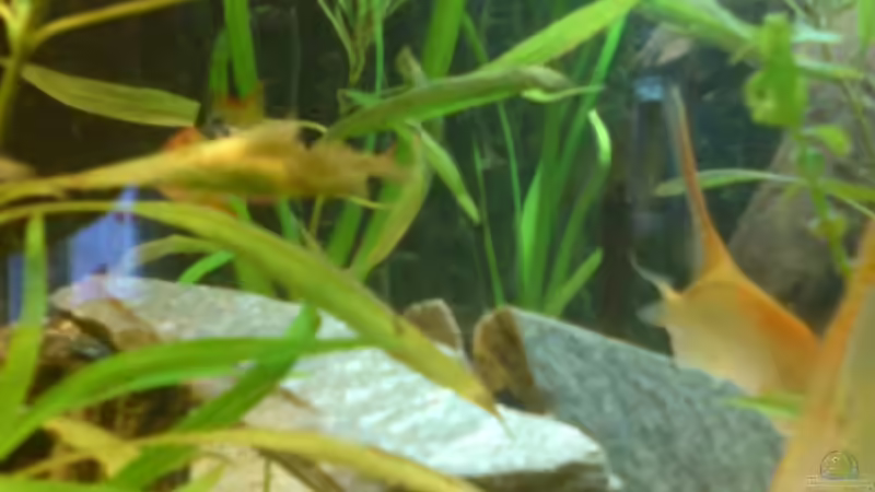 Pflanzen im Aquarium Becken 6395 von Michael Seidel (10)