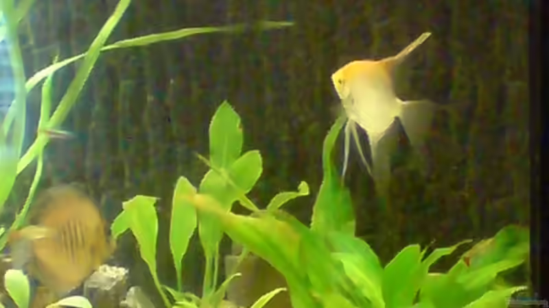 Pflanzen im Aquarium Becken 6395 von Michael Seidel (11)