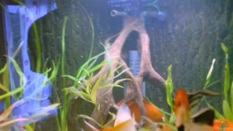 Pflanzen im Aquarium Becken 6395 von Michael Seidel (12)