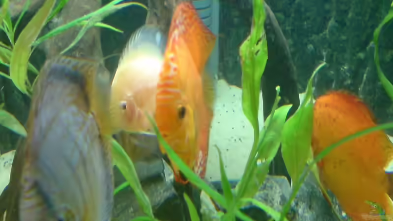 Pflanzen im Aquarium Becken 6395 von Michael Seidel (13)