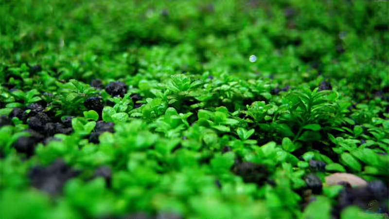 Pflanzen im Aquarium Becken 6424 von senf. (15)