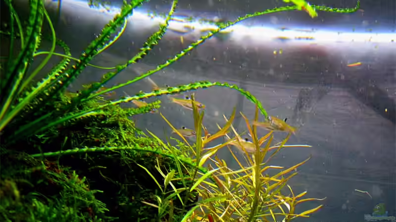 Pflanzen im Aquarium Becken 6424 von senf. (17)