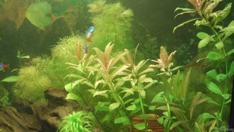 Pflanzen im Aquarium Becken 6434 von Julia Weber (3)