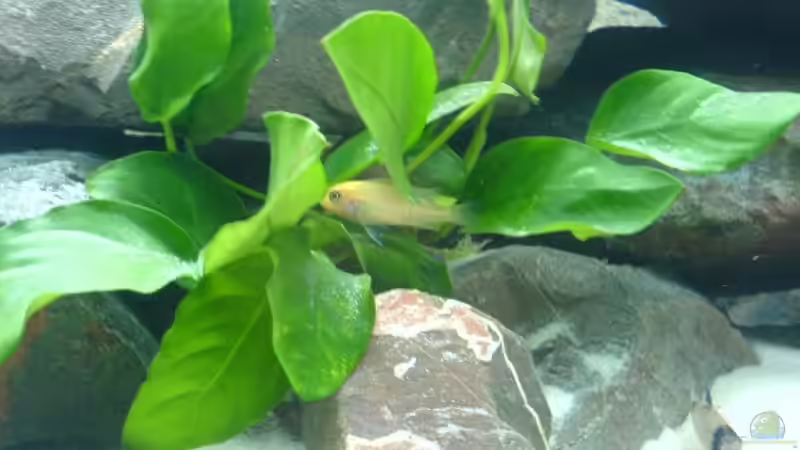 Pflanzen im Aquarium Becken 6439 von Eric Jost (3)