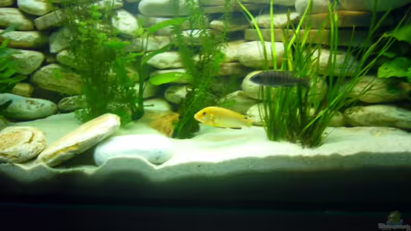 Pflanzen im Aquarium Becken 6445 von Holger Müller (4)