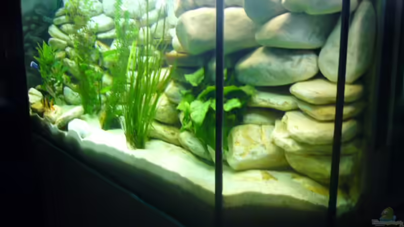 Pflanzen im Aquarium Becken 6445 von Holger Müller (5)