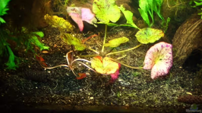 Pflanzen im Aquarium Becken 6460 von Titan (7)