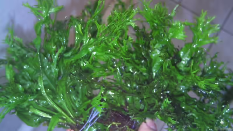 Pflanzen im Aquarium Becken 6466 von David Gläs (9)