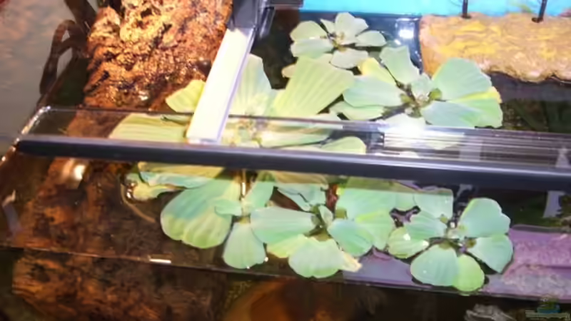 Pflanzen im Aquarium Becken 6468 von Marco Röhrig (3)