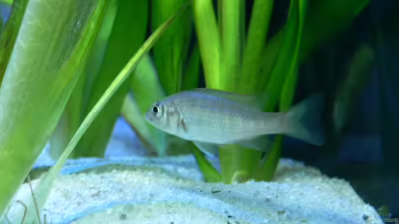 Pflanzen im Aquarium Becken 6488 von Jasper Rotgans (3)