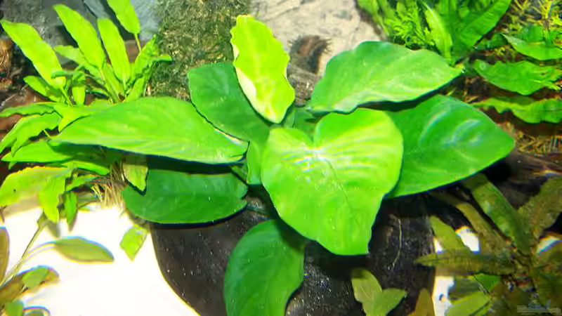 Pflanzen im Aquarium Becken 650 von Sandro Di Giandomenico (10)