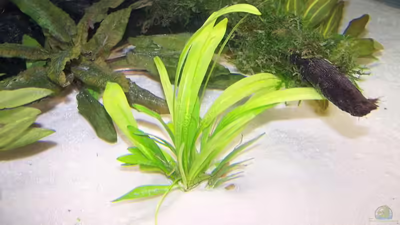 Pflanzen im Aquarium Becken 650 von Sandro Di Giandomenico (11)