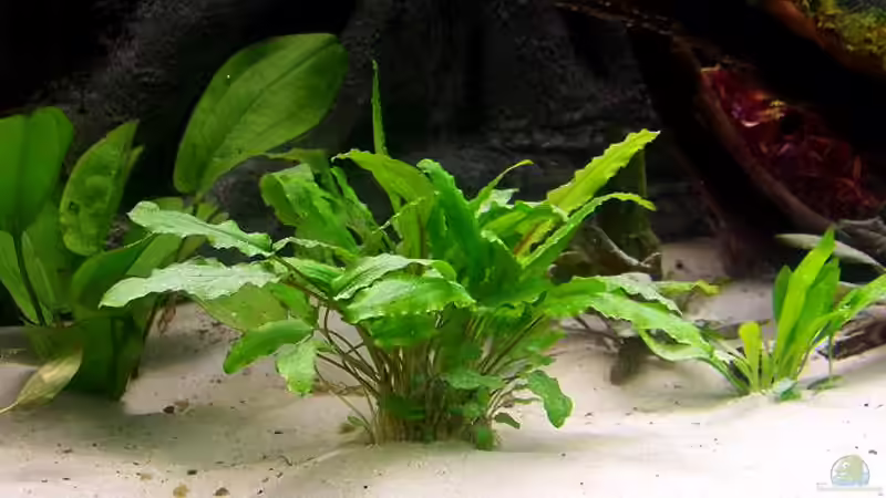 Pflanzen im Aquarium Becken 650 von Sandro Di Giandomenico (12)