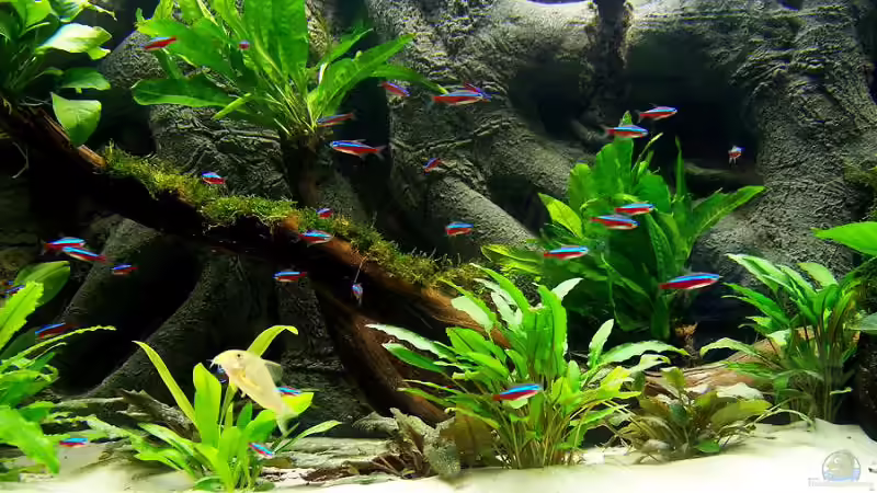 Pflanzen im Aquarium Becken 650 von Sandro Di Giandomenico (4)