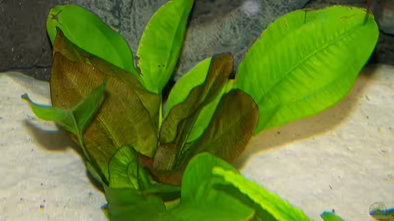 Pflanzen im Aquarium Becken 650 von Sandro Di Giandomenico (6)