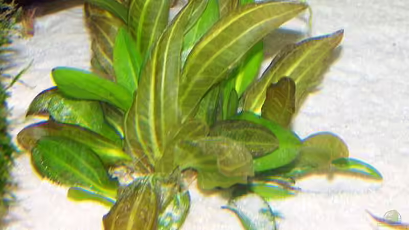 Pflanzen im Aquarium Becken 650 von Sandro Di Giandomenico (7)