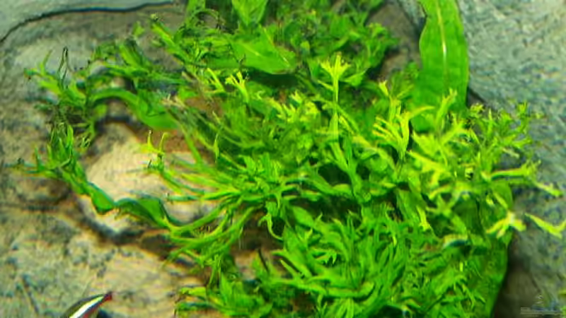 Pflanzen im Aquarium Becken 650 von Sandro Di Giandomenico (8)