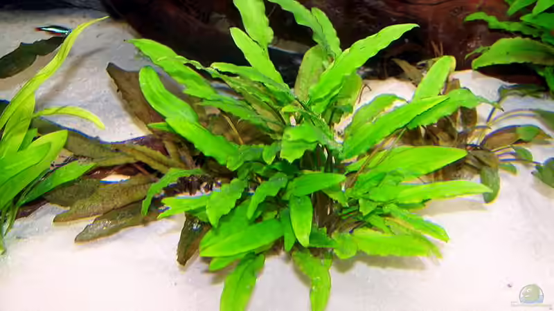 Pflanzen im Aquarium Becken 650 von Sandro Di Giandomenico (9)