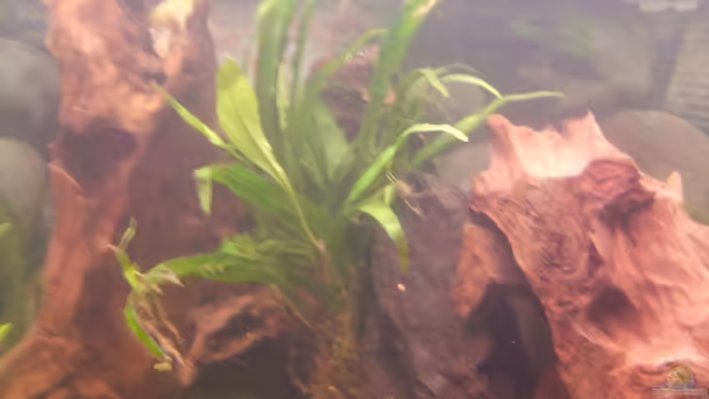 Pflanzen im Aquarium Becken 6512 von Andreas Müller (5)