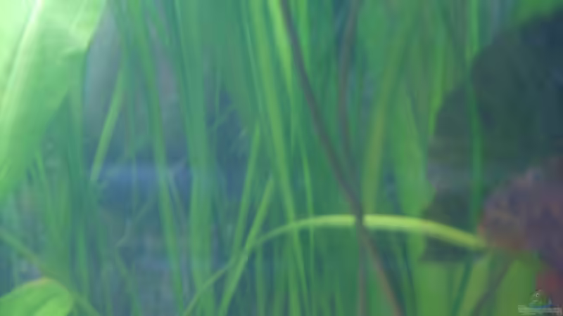 Pflanzen im Aquarium Becken 6512 von Andreas Müller (6)