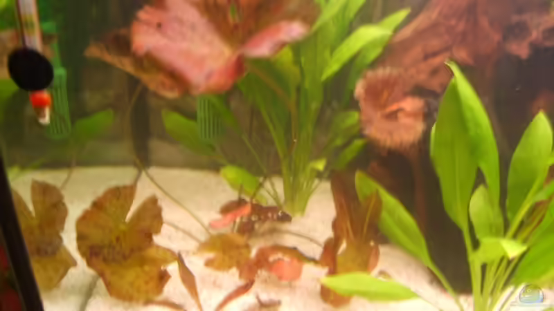 Pflanzen im Aquarium Becken 6512 von Andreas Müller (7)