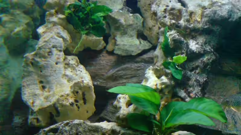 Pflanzen im Aquarium Becken 6558 von Aqua-Man11 (10)