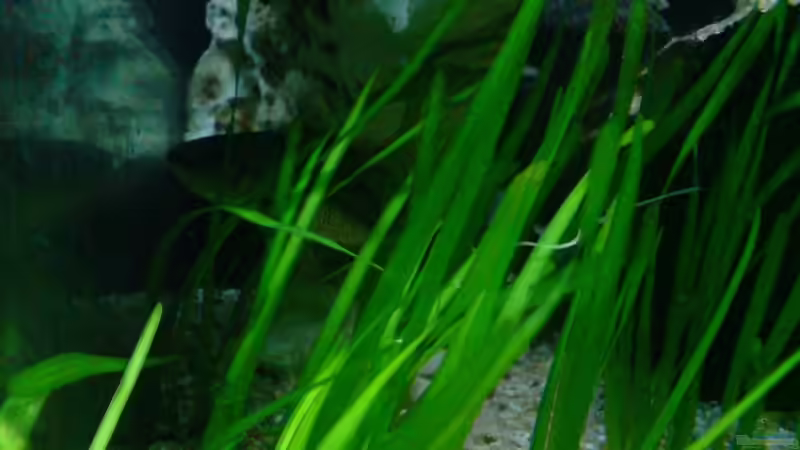 Pflanzen im Aquarium Becken 6558 von Aqua-Man11 (11)