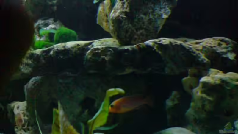 Pflanzen im Aquarium Becken 6558 von Aqua-Man11 (12)