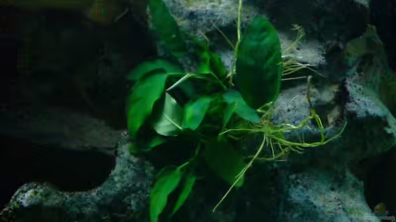 Pflanzen im Aquarium Becken 6558 von Aqua-Man11 (14)