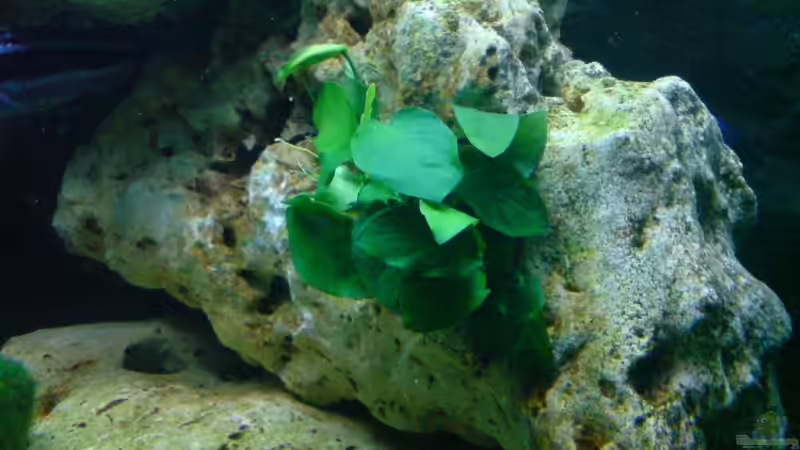 Pflanzen im Aquarium Becken 6558 von Aqua-Man11 (15)