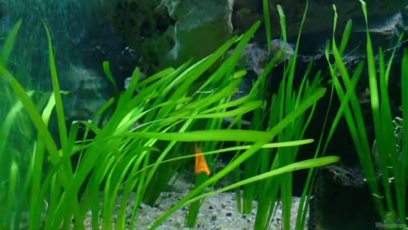 Pflanzen im Aquarium Becken 6558 von Aqua-Man11 (9)