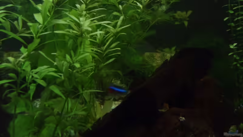 Pflanzen im Aquarium Becken 6573 von Silke Schlüter (3)