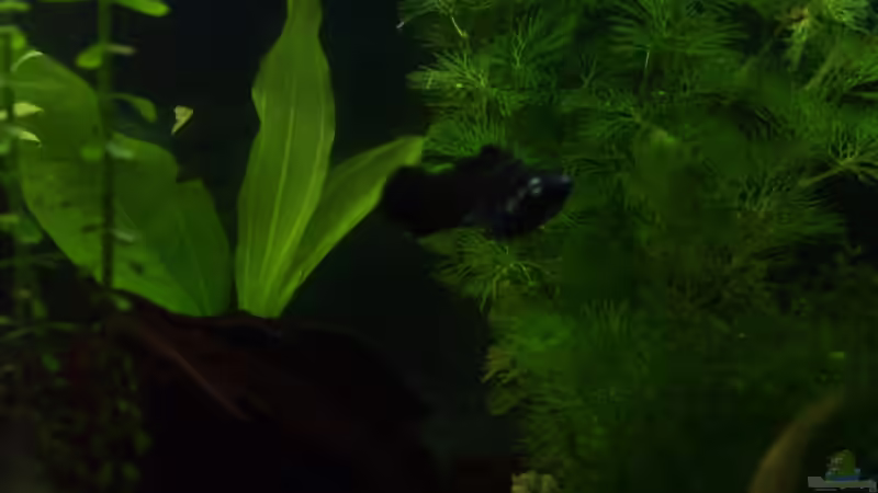 Pflanzen im Aquarium Becken 6573 von Silke Schlüter (4)