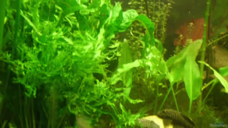 Pflanzen im Aquarium Becken 6624 von Sandra Stoffels (10)
