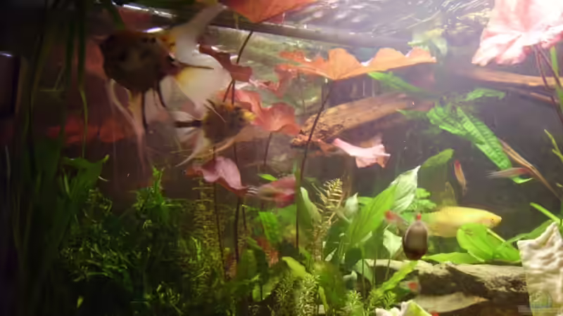 Pflanzen im Aquarium Becken 6624 von Sandra Stoffels (13)