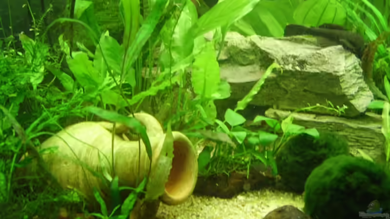 Pflanzen im Aquarium Becken 6624 von Sandra Stoffels (14)