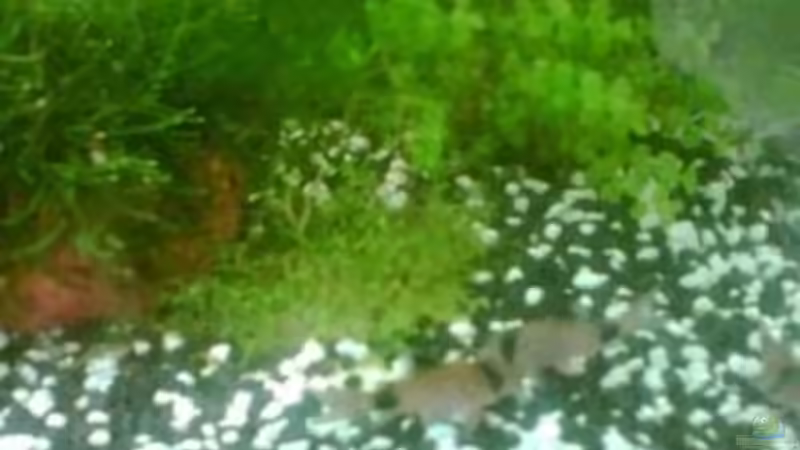 Pflanzen im Aquarium Becken 6625 von Maria Blumenthal (6)