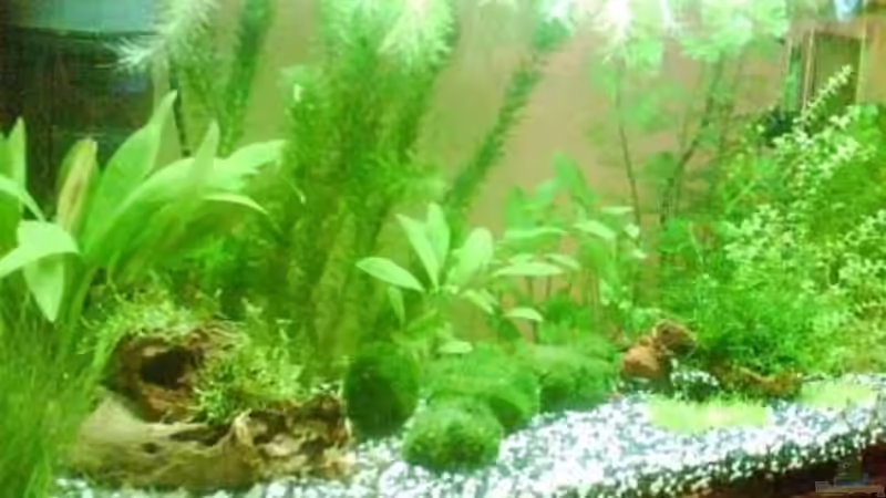 Pflanzen im Aquarium Becken 6625 von Maria Blumenthal (7)