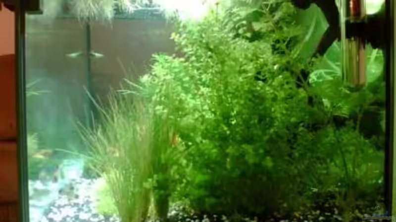 Pflanzen im Aquarium Becken 6625 von Maria Blumenthal (8)