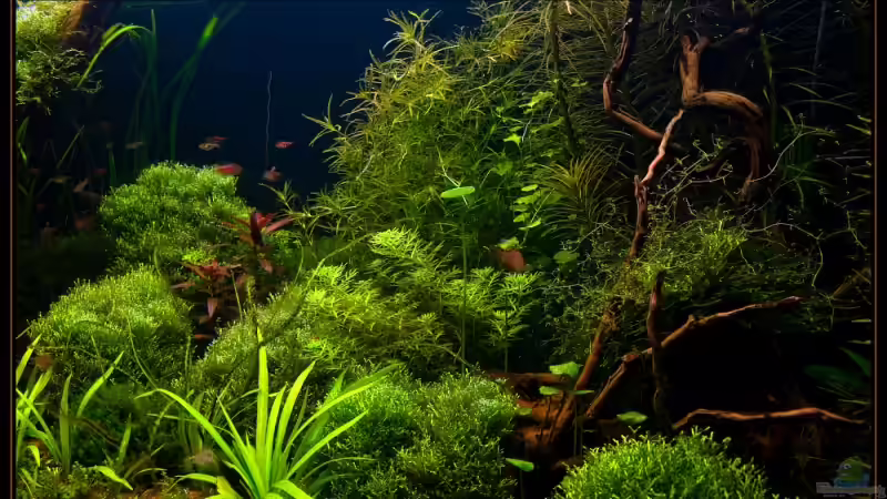 Pflanzen im Aquarium Becken 6659 von Jörn Guntermann (9)