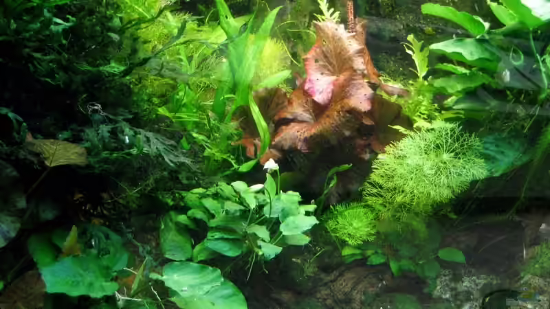 Pflanzen im Aquarium Becken 6667 von Gerhard Farnbacher (5)