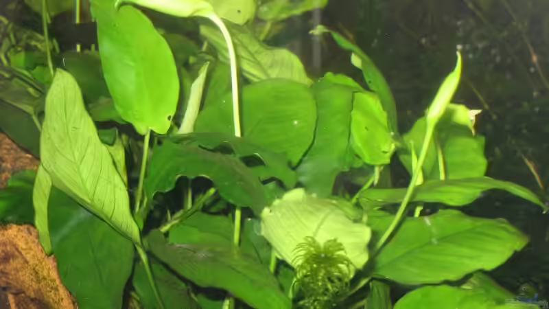 Pflanzen im Aquarium Becken 6667 von Gerhard Farnbacher (6)