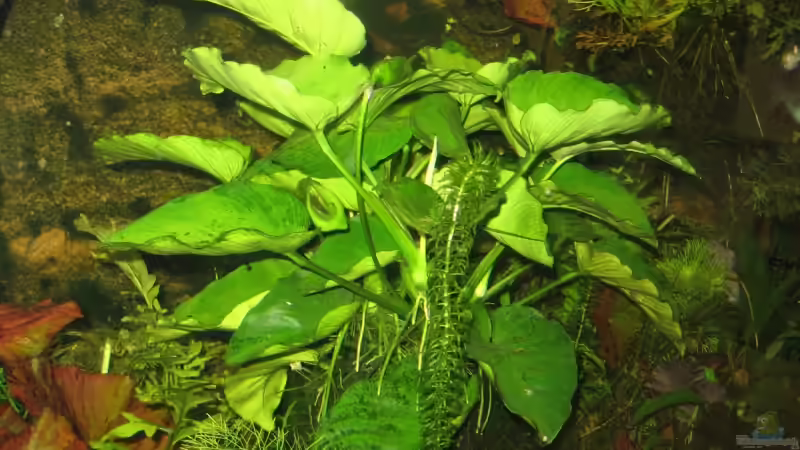 Pflanzen im Aquarium Becken 6667 von Gerhard Farnbacher (7)
