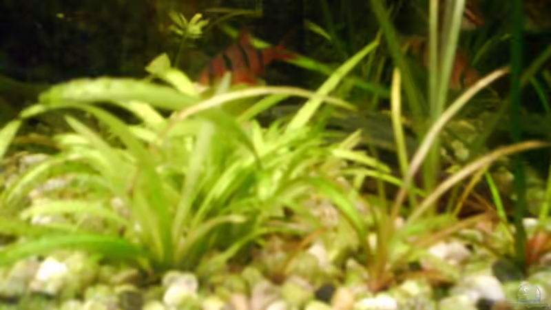 Pflanzen im Aquarium Becken 6676 von Joelle Thies (3)
