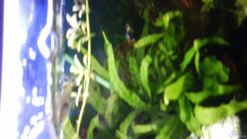 Pflanzen im Aquarium Becken 6676 von Joelle Thies (4)