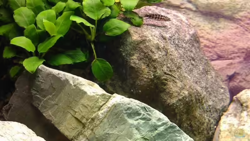 Pflanzen im Aquarium Becken 67 von Norbert Ruhnau (7)