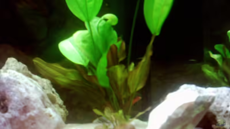 Pflanzen im Aquarium Becken 671 von Thomas Neuhaus (7)